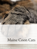 Maine Coon Cats Optimized Hashtag List