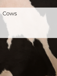 Cows Optimized Hashtag List