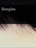 Beagles Optimized Hashtag List