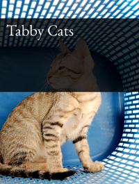 Tabby Cats Optimized Hashtag List