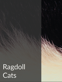 Ragdoll Cats Optimized Hashtag List