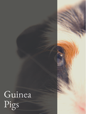 Guinea Pigs Optimized Hashtag List