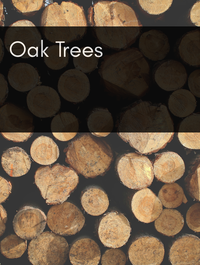 Oak Trees Optimized Hashtag List