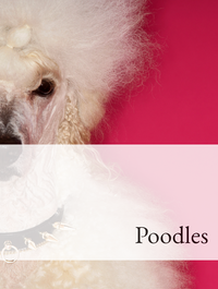 Poodles Optimized Hashtag List