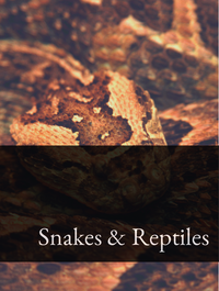 Snakes & Reptiles Optimized Hashtag List