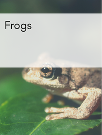 Frogs Optimized Hashtag List