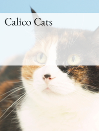 Calico Cats Optimized Hashtag List