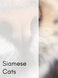 Siamese Cats Optimized Hashtag List