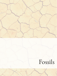 Fossils Optimized Hashtag List
