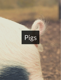 Pigs Optimized Hashtag List