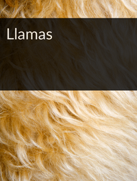 Llamas Optimized Hashtag List