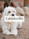 Labradoodles Optimized Hashtag List