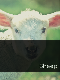 Sheep Optimized Hashtag List