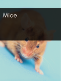 Mice Optimized Hashtag List
