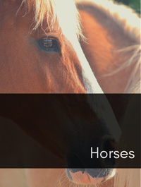 Horses Optimized Hashtag List