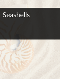 Seashells Optimized Hashtag List