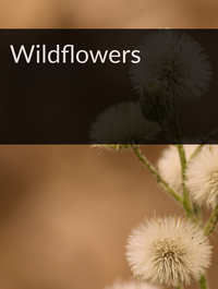 Wildflowers Optimized Hashtag List