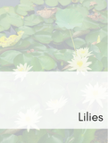 Lilies Optimized Hashtag List